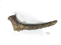 麋鹿角化石藏品圖，第2張